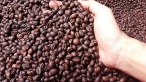 cà phê culi Robusta