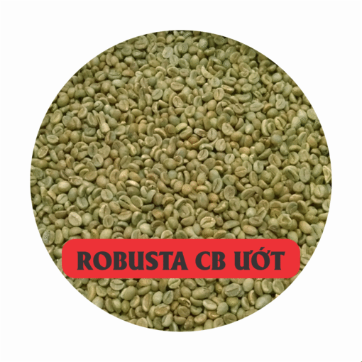 cà phê robusta chế biên ướt