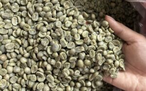 Cà Phê Arabica Cầu Đất Chế Biến Ướt