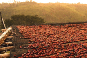 Cà Phê Robusta natural