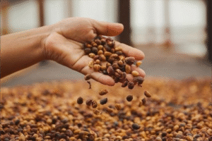 Cà Phê Robusta Honey